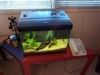 accom_balmoral_loungeroom_fishtank.jpg