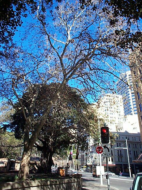location_sydney-cbd_elizabeth-street-1.jpg